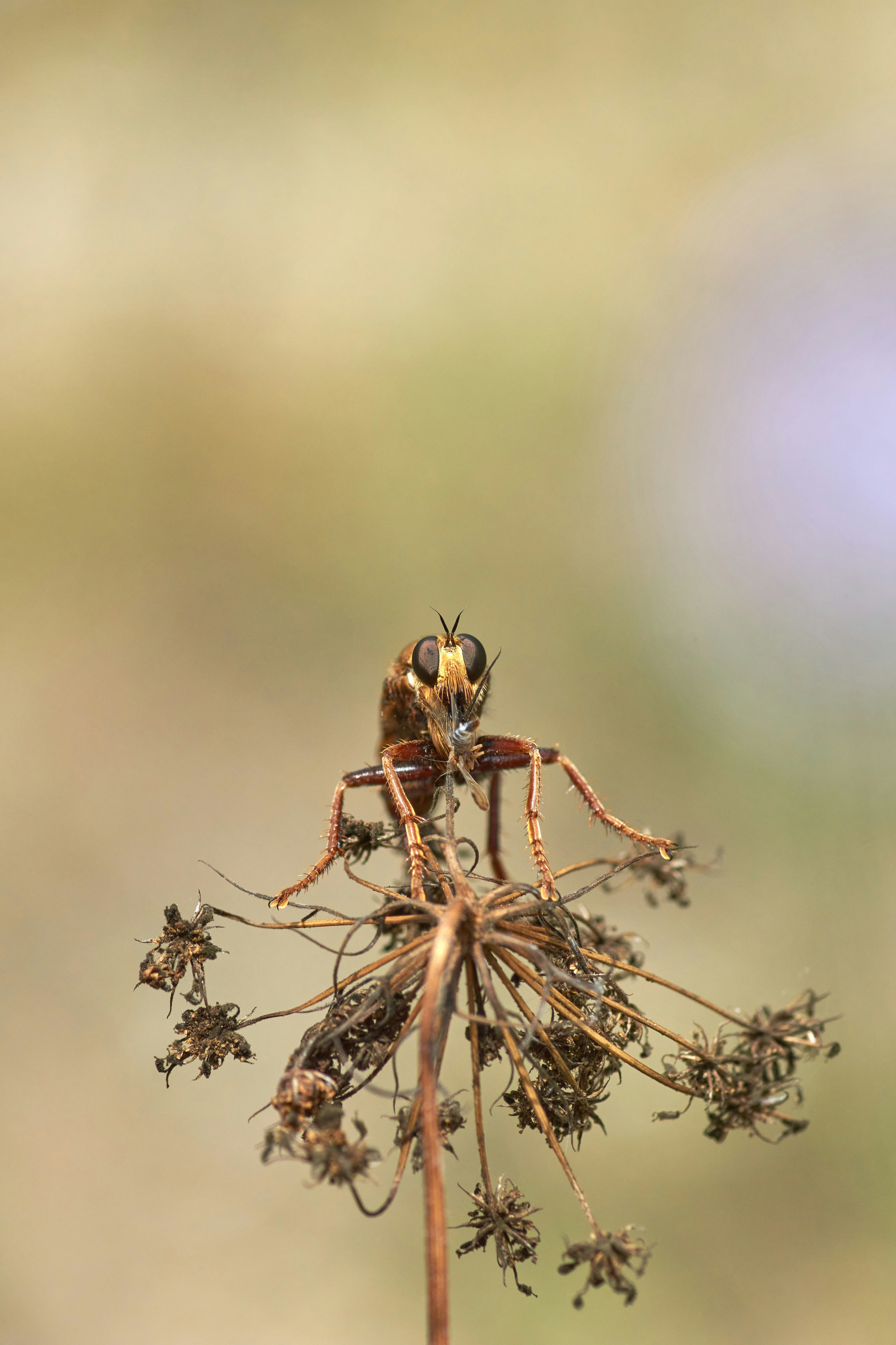 brown and black bee on brown tree branch during daytime